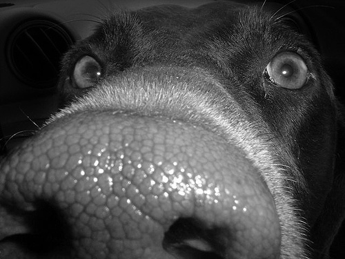 dog_extreme__closeup.jpg